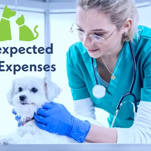 Unexpected Pet Expenses: Why Personal Loans Can Help